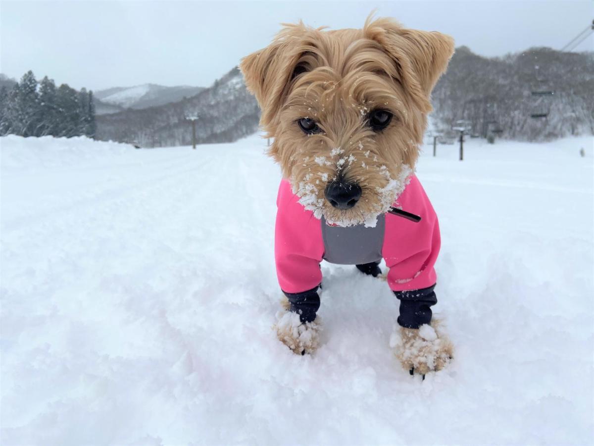 白馬パウダーマウンテン Hotel Hakuba Exterior foto
